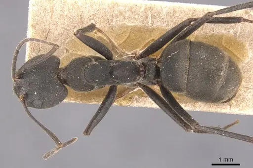 Dolichoderus lugens specimen CASENT0905032 image casent0905032_1