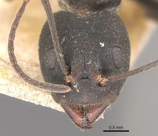 Dolichoderus lugens specimen CASENT0905032 image casent0905032_2
