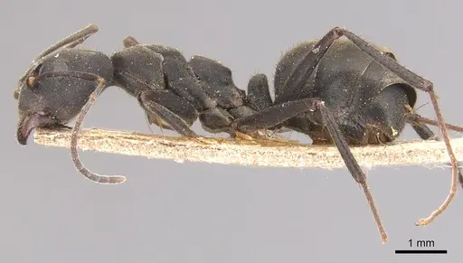 Dolichoderus lugens specimen CASENT0905032 image casent0905032_3