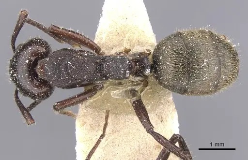Dolichoderus lujae specimen CASENT0911508 image casent0911508_1