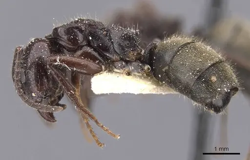 Dolichoderus lujae specimen CASENT0911508 image casent0911508_3