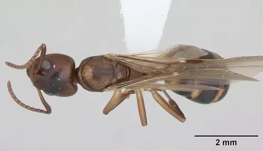 Dolichoderus lutosus specimen CASENT0173839 image casent0173839_1