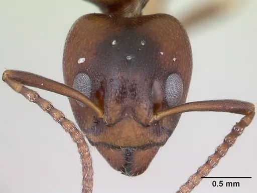 Dolichoderus lutosus specimen CASENT0173839 image casent0173839_2