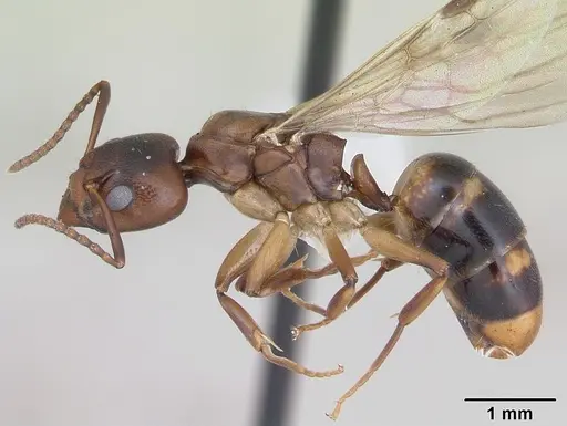 Dolichoderus lutosus specimen CASENT0173839 image casent0173839_3