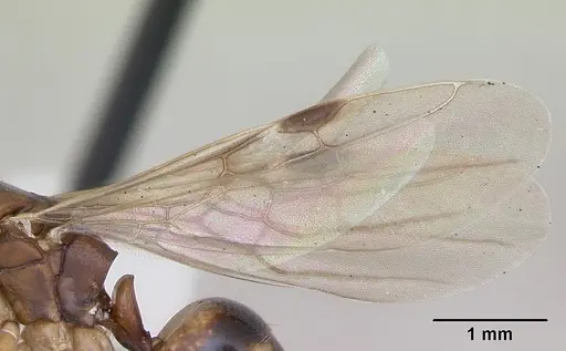 Dolichoderus lutosus specimen CASENT0173839 image casent0173839_4