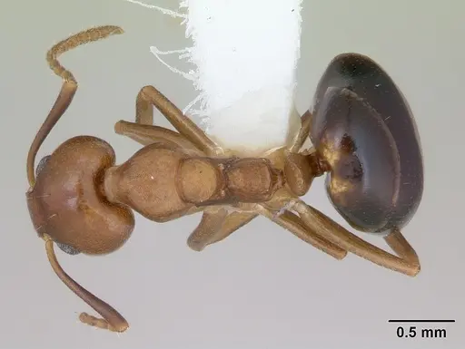 Dolichoderus lutosus specimen CASENT0173840 image casent0173840_1