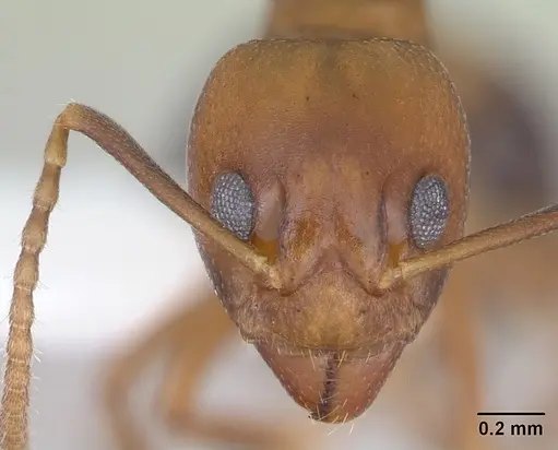 Dolichoderus lutosus specimen CASENT0173840 image casent0173840_2