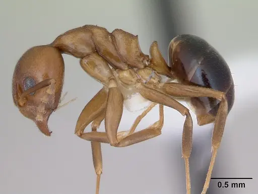 Dolichoderus lutosus specimen CASENT0173840 image casent0173840_3