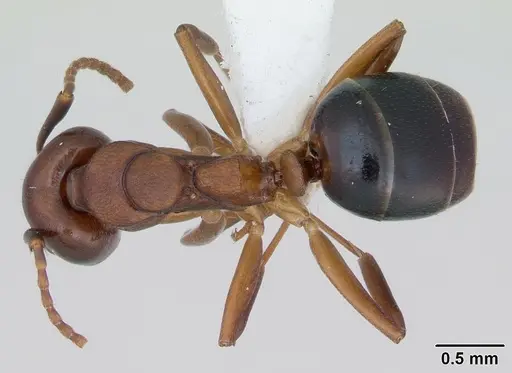 Dolichoderus lutosus specimen CASENT0173841 image casent0173841_1