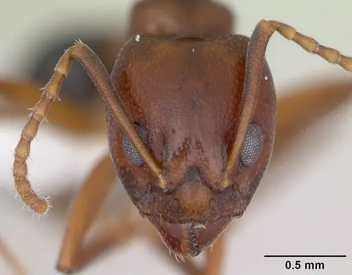 Dolichoderus lutosus specimen CASENT0173841 image casent0173841_2