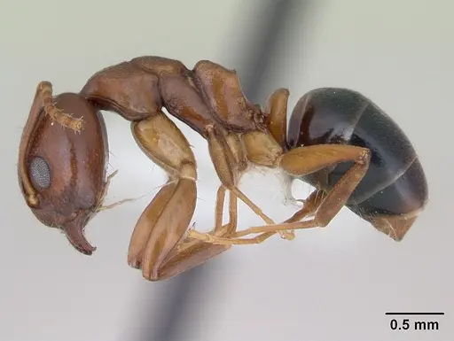 Dolichoderus lutosus specimen CASENT0173841 image casent0173841_3