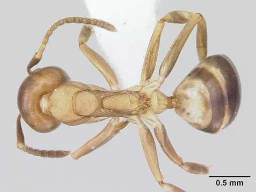 Dolichoderus lutosus specimen CASENT0178712 image casent0178712_1