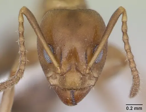 Dolichoderus lutosus specimen CASENT0178712 image casent0178712_2