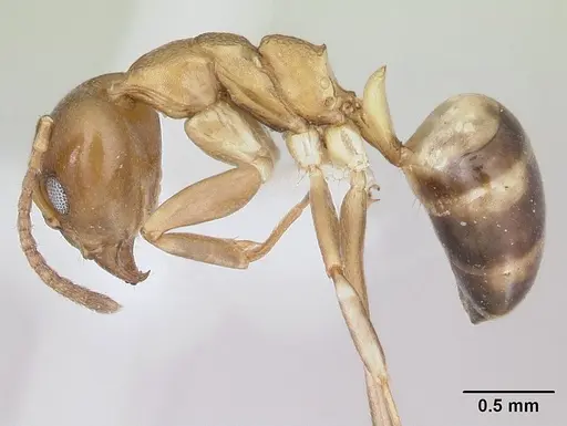 Dolichoderus lutosus specimen CASENT0178712 image casent0178712_3