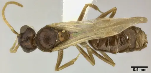 Dolichoderus lutosus specimen CASENT0246573 image casent0246573_1