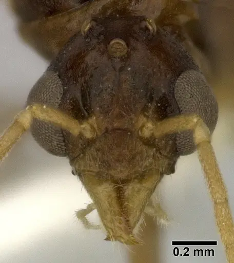 Dolichoderus lutosus specimen CASENT0246573 image casent0246573_2