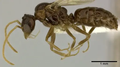 Dolichoderus lutosus specimen CASENT0246573 image casent0246573_3
