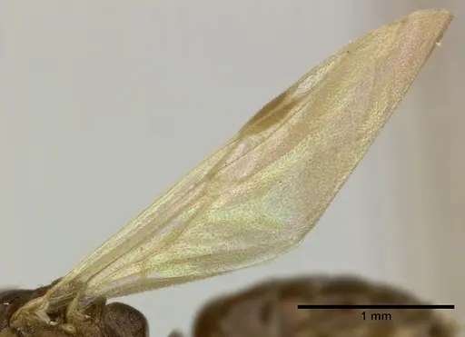 Dolichoderus lutosus specimen CASENT0246573 image casent0246573_4