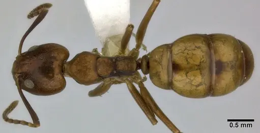 Dolichoderus lutosus specimen CASENT0246574 image casent0246574_1