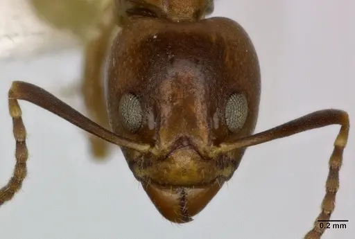 Dolichoderus lutosus specimen CASENT0246574 image casent0246574_2