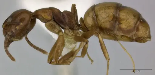 Dolichoderus lutosus specimen CASENT0246574 image casent0246574_3