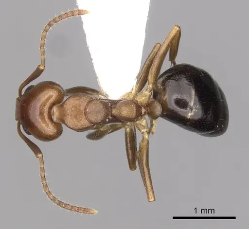 Dolichoderus lutosus specimen CASENT0249640 image casent0249640_1