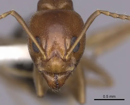 Dolichoderus lutosus specimen CASENT0249640 image casent0249640_2