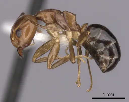 Dolichoderus lutosus specimen CASENT0249640 image casent0249640_3
