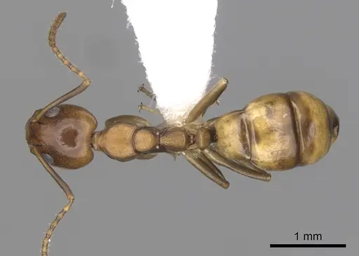 Dolichoderus lutosus specimen CASENT0249641 image casent0249641_1