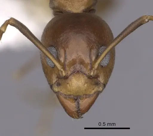 Dolichoderus lutosus specimen CASENT0249641 image casent0249641_2