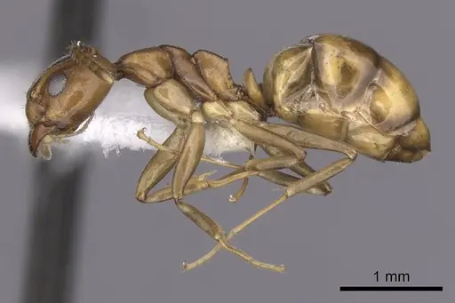 Dolichoderus lutosus specimen CASENT0249641 image casent0249641_3