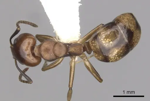 Dolichoderus lutosus specimen CASENT0249642 image casent0249642_1