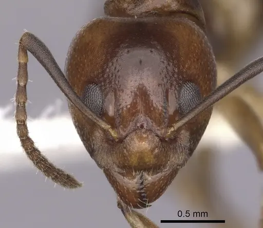 Dolichoderus lutosus specimen CASENT0249642 image casent0249642_2