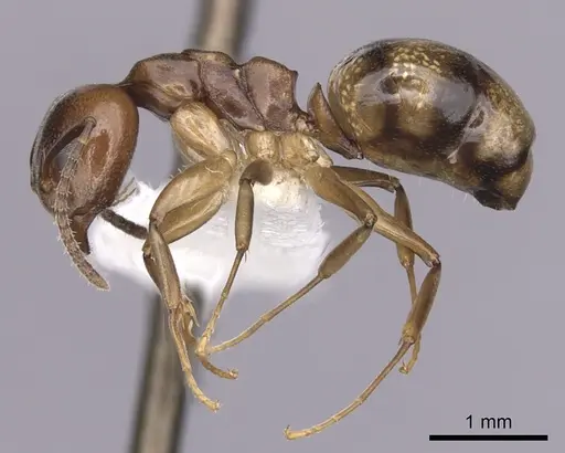Dolichoderus lutosus specimen CASENT0249642 image casent0249642_3
