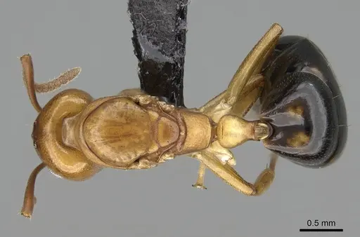 Dolichoderus lutosus specimen CASENT0318485 image casent0318485_1
