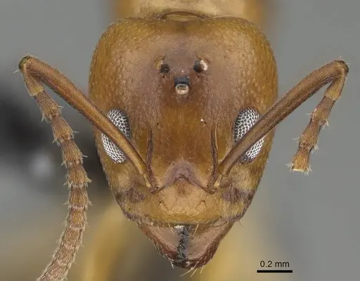Dolichoderus lutosus specimen CASENT0318485 image casent0318485_2