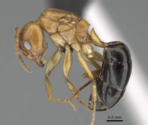 Dolichoderus lutosus specimen CASENT0318485 image casent0318485_3