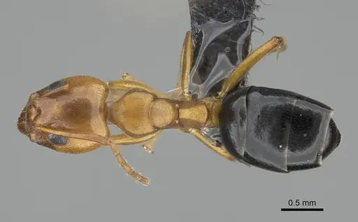 Dolichoderus lutosus specimen CASENT0318503 image casent0318503_1