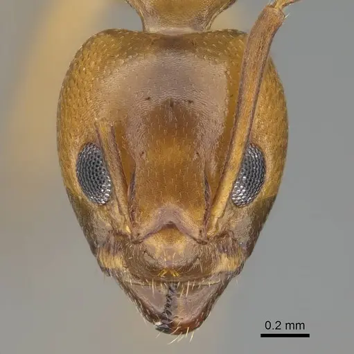 Dolichoderus lutosus specimen CASENT0318503 image casent0318503_2