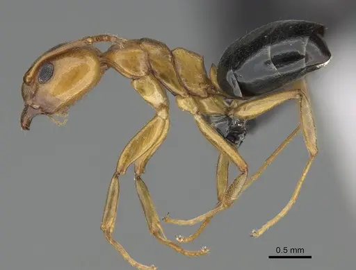 Dolichoderus lutosus specimen CASENT0318503 image casent0318503_3