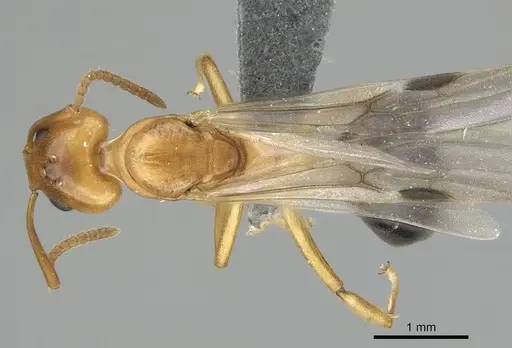 Dolichoderus lutosus specimen CASENT0729141 image casent0729141_1