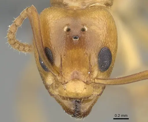 Dolichoderus lutosus specimen CASENT0729141 image casent0729141_2