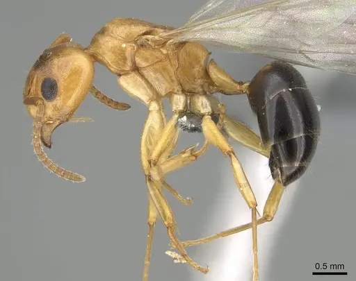 Dolichoderus lutosus specimen CASENT0729141 image casent0729141_3