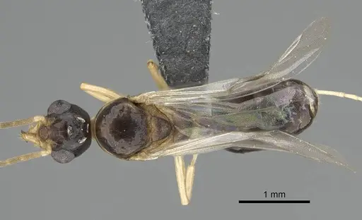 Dolichoderus lutosus specimen CASENT0729148 image casent0729148_1