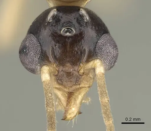 Dolichoderus lutosus specimen CASENT0729148 image casent0729148_2