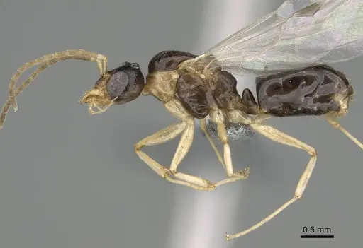 Dolichoderus lutosus specimen CASENT0729148 image casent0729148_3