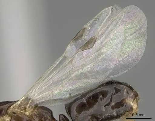 Dolichoderus lutosus specimen CASENT0729148 image casent0729148_4