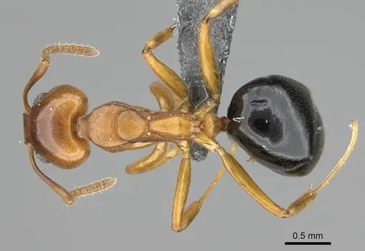 Dolichoderus lutosus specimen CASENT0766289 image casent0766289_1