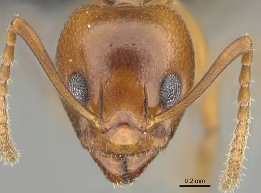 Dolichoderus lutosus specimen CASENT0766289 image casent0766289_2