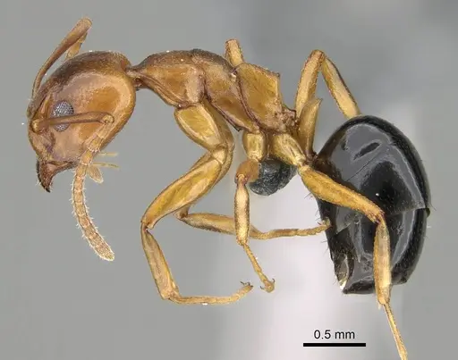 Dolichoderus lutosus specimen CASENT0766289 image casent0766289_3